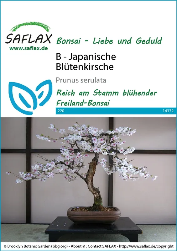 Beste prijs | Saflax Bonsai - Japanse Sierkers