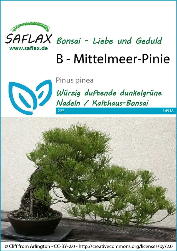 Wees er snel bij - Saflax Bonsai - Aleppo Den