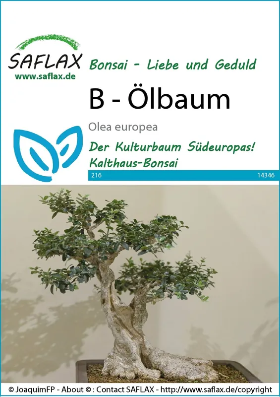 Saflax Bonsai - Olijfboom - Koopje