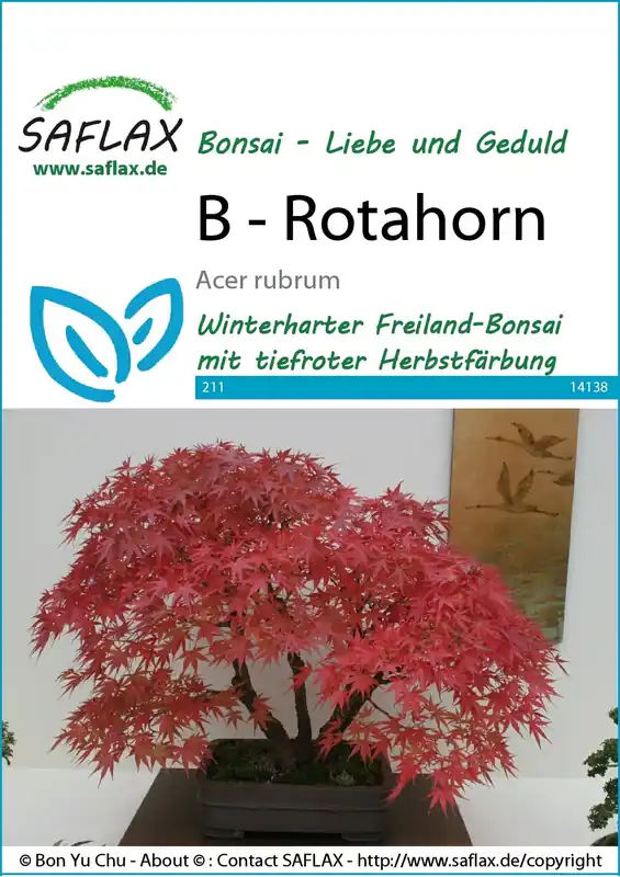 Saflax Bonsai - Rode Esdoorn | Klantfavoriet