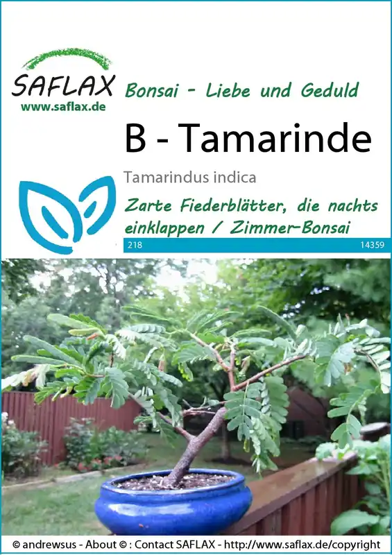 Saflax Bonsai - Tamarinde | Zojuist toegevoegd