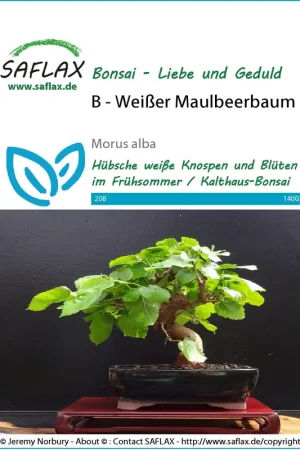 Bijna uitverkocht - Saflax Bonsai - Witte Moerbei