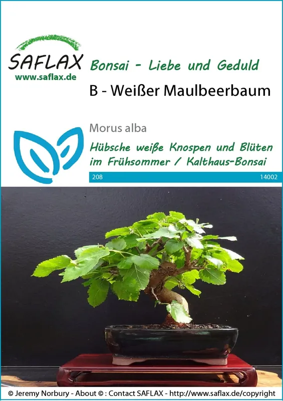 Bijna uitverkocht - Saflax Bonsai - Witte Moerbei