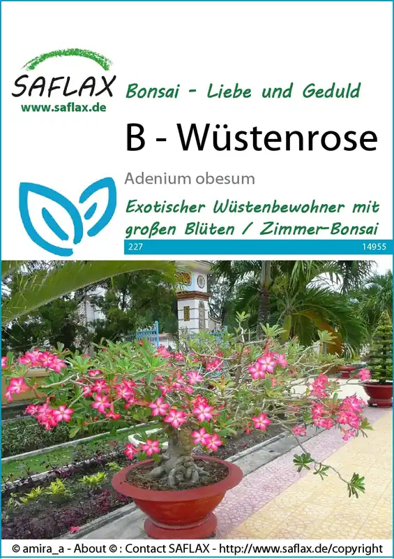 Saflax Bonsai - Woestijnroos | Professionele kwaliteit