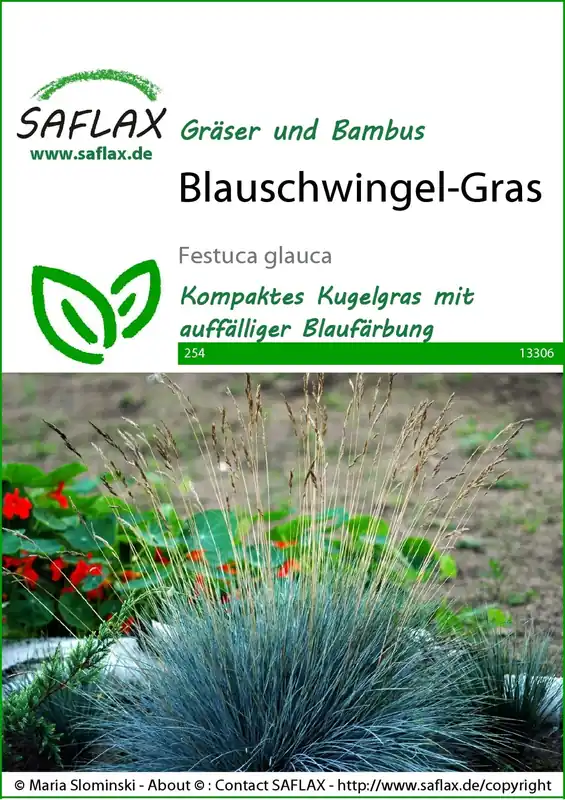 Saflax Blauw Zwenkgras - Topdeal