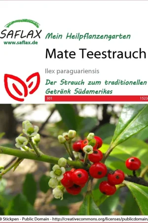 Bestel nu | Saflax Mate Theestruik