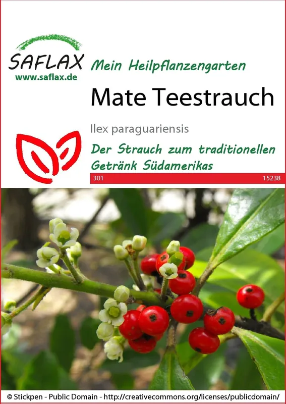 Bestel nu | Saflax Mate Theestruik