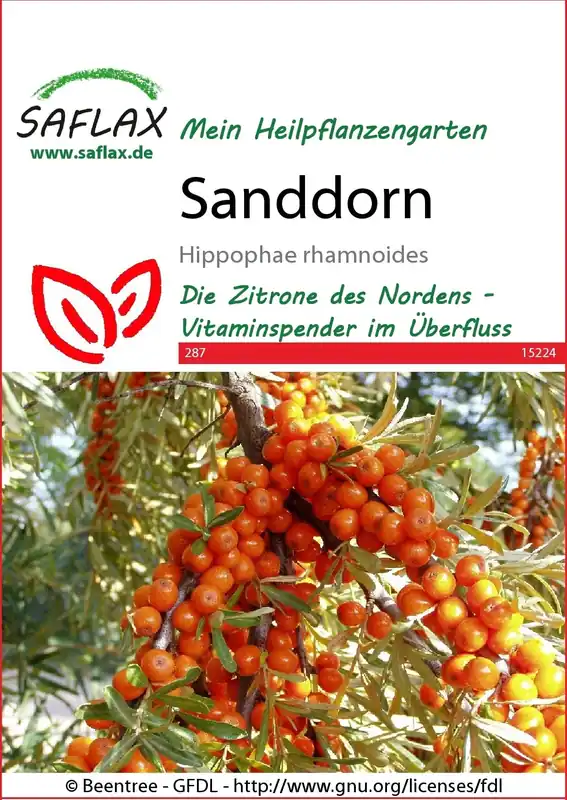 Saflax Duindoorn - Nieuw