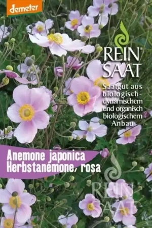 Snelle verzending | ReinSaat Chinese Anemoon