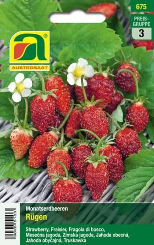 AUSTROSAAT Maandaardbeien Rügen - Premium