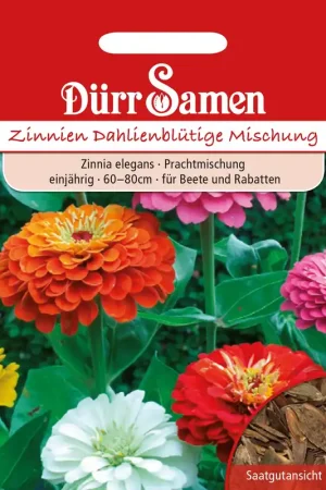 Dürr Samen Zinnia Dahlia bloeiend - Op = op