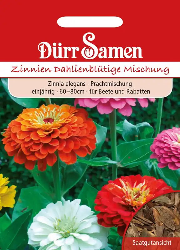 Dürr Samen Zinnia Dahlia bloeiend - Op = op