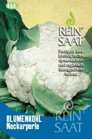 Nieuw gelanceerd - ReinSaat Bloemkool “Neckarperle”