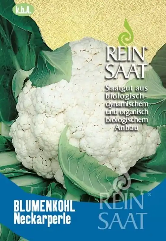 Nieuw gelanceerd - ReinSaat Bloemkool “Neckarperle”