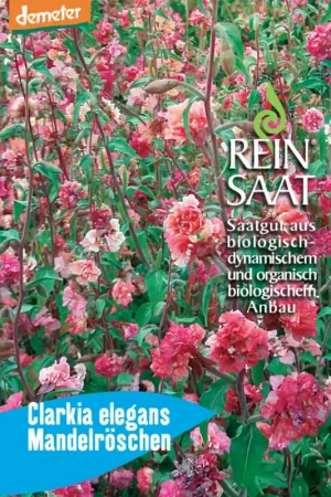 ReinSaat Amandelroosje | Scherp geprijsd
