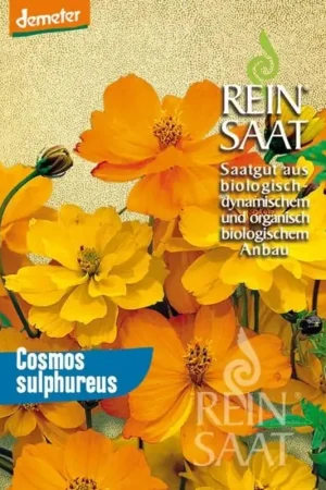 Koopje - ReinSaat Cosmea, Oranje