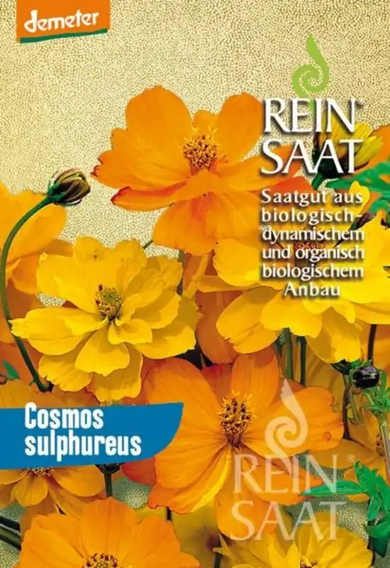 Koopje - ReinSaat Cosmea, Oranje