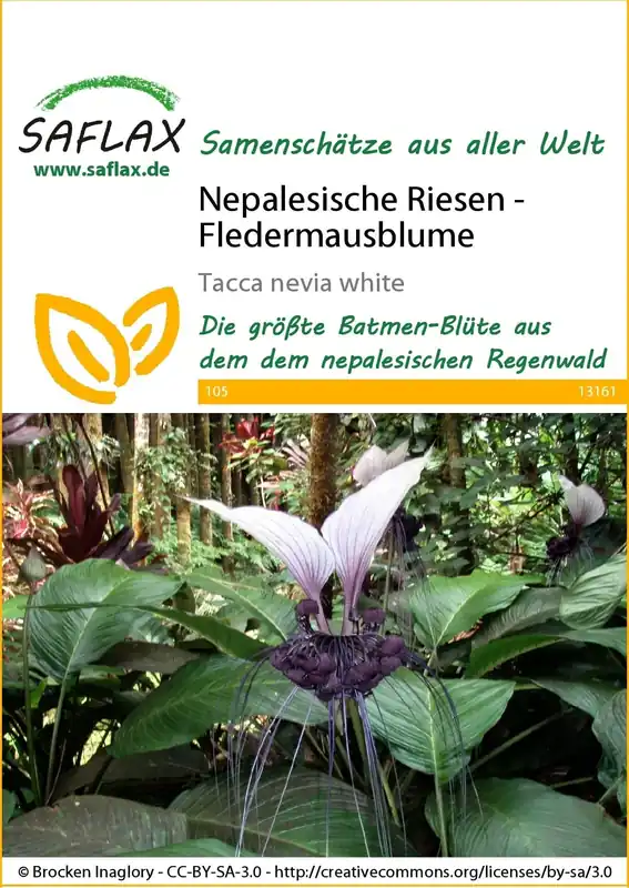 Saflax Nepalese Reuzenvleermuisbloem - Bijna uitverkocht