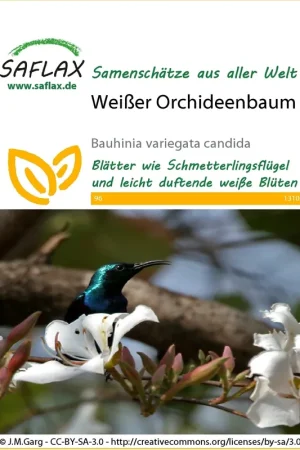 Actieprijs - Saflax Witte Orchideeboom