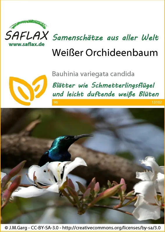 Actieprijs - Saflax Witte Orchideeboom