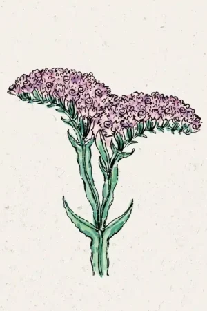 Jora Dahl Gewone Lamsoor QIS Pastel Limonium Sinuatum - Flitsaanbieding