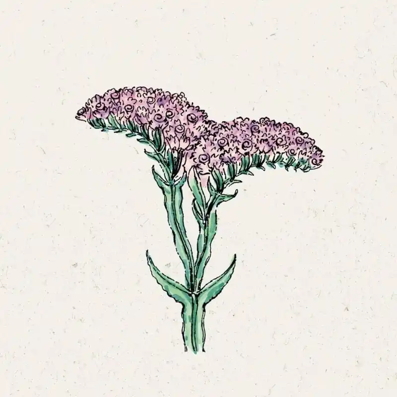 Jora Dahl Gewone Lamsoor QIS Pastel Limonium Sinuatum - Flitsaanbieding