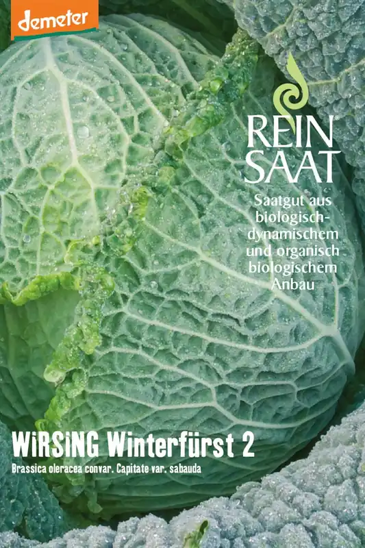 ReinSaat Savooiekool "Winterfürst 2" - Veel gekozen