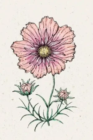 Jora Dahl Cosmea Apricotta Cosmos Bipinnatus | Bestel nu