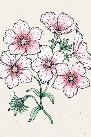 Jora Dahl Zomer Phlox Blushing Bride Phlox Drummondii | Hoge kwaliteit