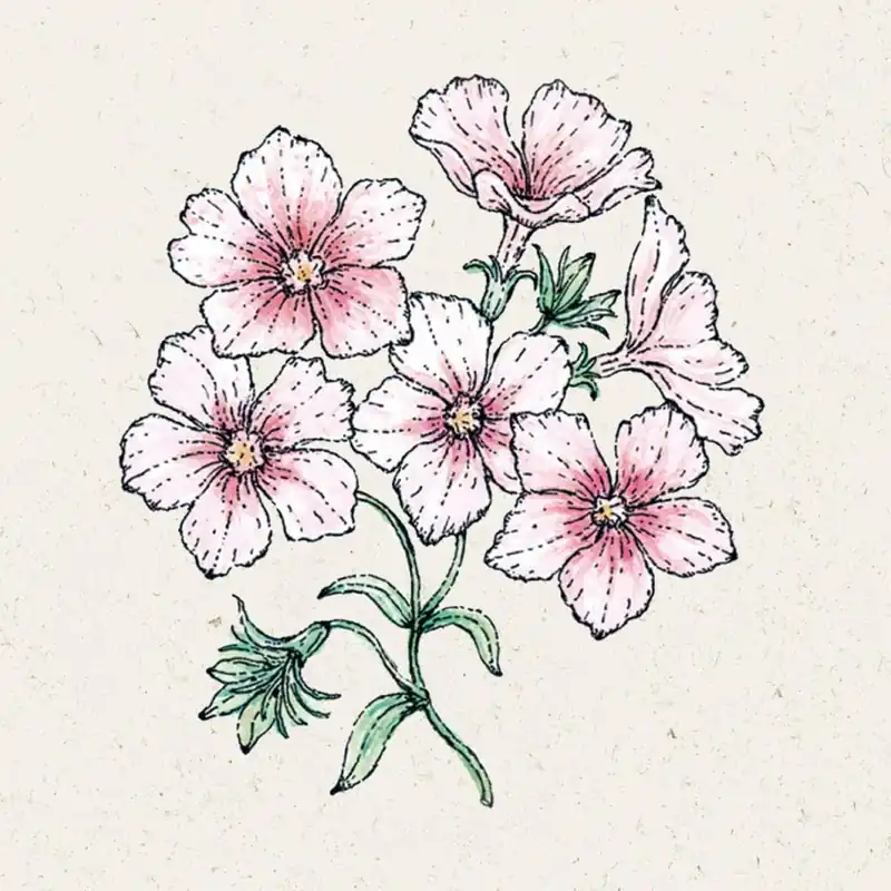 Jora Dahl Zomer Phlox Blushing Bride Phlox Drummondii | Hoge kwaliteit
