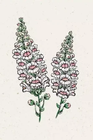Zojuist toegevoegd | Jora Dahl Grote Leeuwenbek Appleblossom Antirrhinum Majus