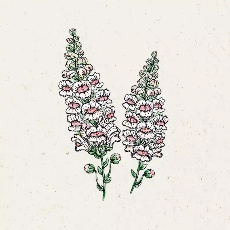 Zojuist toegevoegd | Jora Dahl Grote Leeuwenbek Appleblossom Antirrhinum Majus