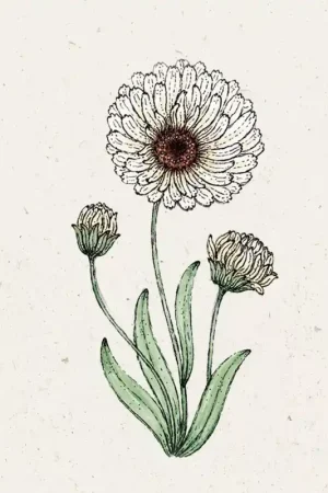 Jora Dahl Goudsbloem "Snow Princess" Calendula - Vanaf nu beschikbaar