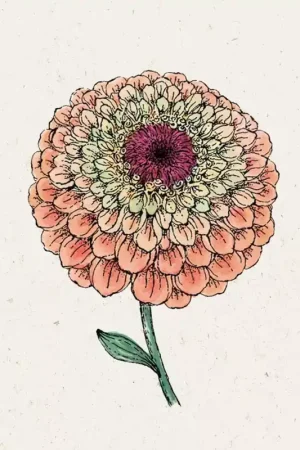Beperkte voorraad - Jora Dahl Zinnia "Queen Lime Orange" Zinnia Elegans