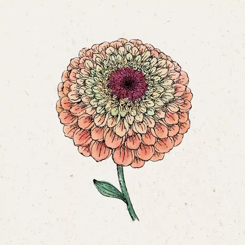 Beperkte voorraad - Jora Dahl Zinnia "Queen Lime Orange" Zinnia Elegans