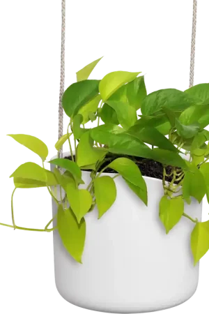 Direct leverbaar - elho b.for swing 18cm, steengroen