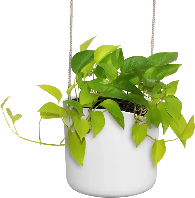 Direct leverbaar - elho b.for swing 18cm, steengroen