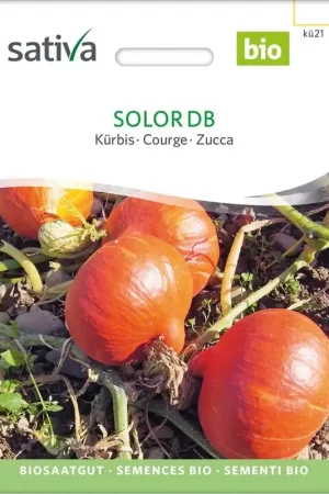 Voordeelprijs - Sativa Biologische Pompoen "Solor Db"