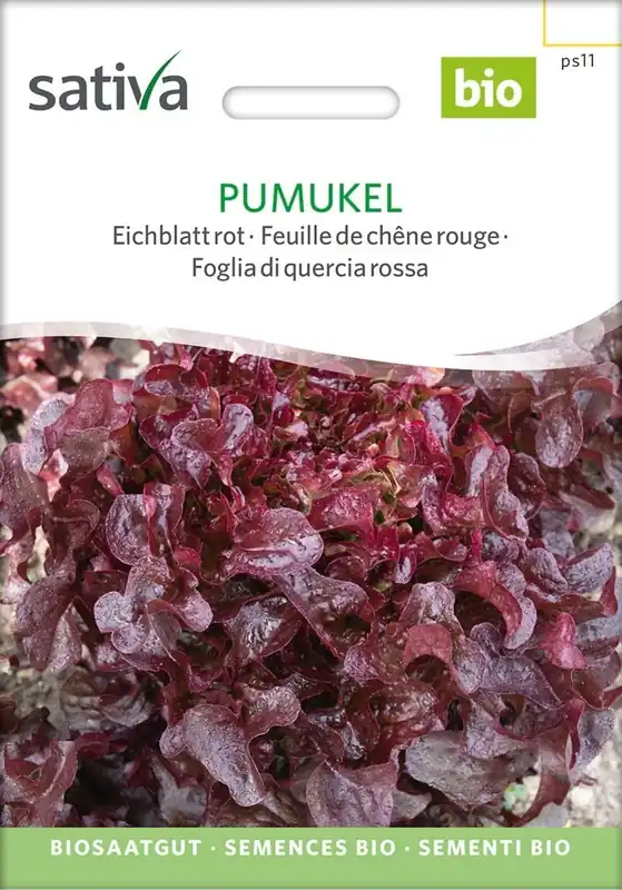 Sativa Biologische Rode Eikenbladsla, Pumukel - Direct beschikbaar