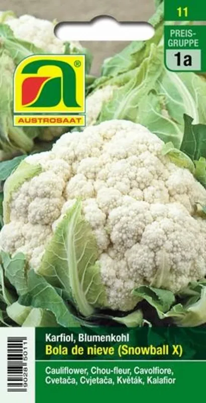 Mis het niet - AUSTROSAAT Bloemkool Bola de nieve