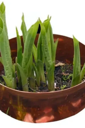 Nog maar een paar beschikbaar | Kopersporen Koperen Ring Tegen Slakken, 20 cm