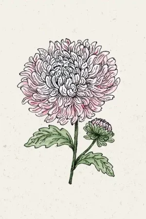Jora Dahl Zomeraster King Size Appleblosom | Nieuw binnengekomen