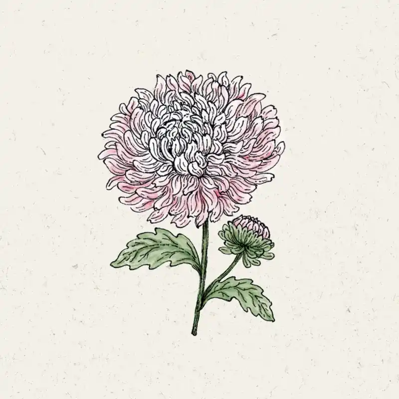 Jora Dahl Zomeraster King Size Appleblosom | Nieuw binnengekomen