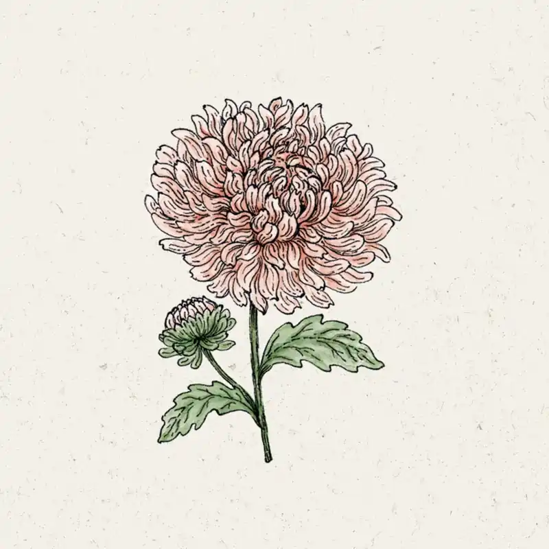 Bestelbaar - Jora Dahl Zomeraster King Size Apricot