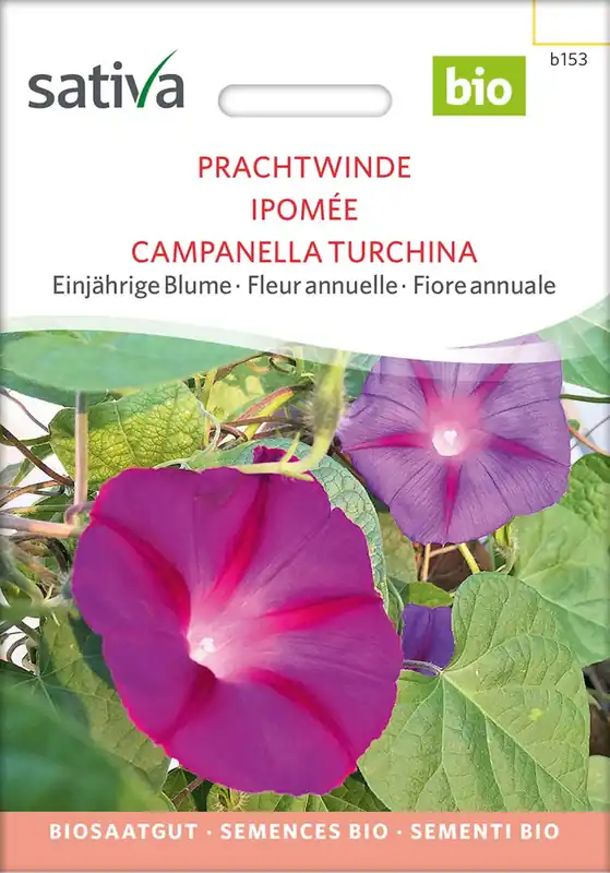 Sativa Biologische Prachtwinde | Direct beschikbaar