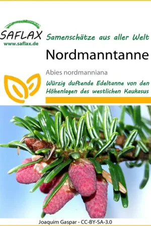Zojuist toegevoegd - Saflax Nordmann zilverspar