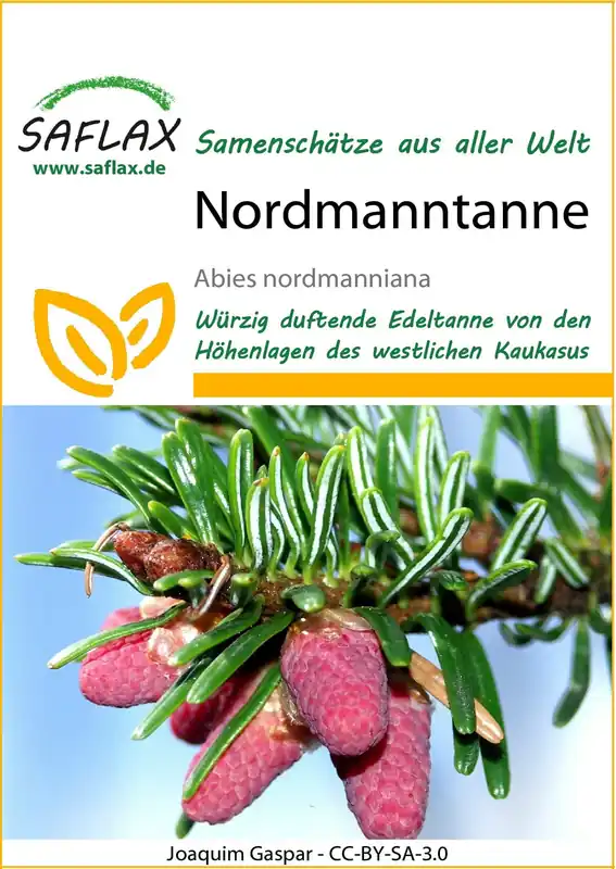 Zojuist toegevoegd - Saflax Nordmann zilverspar