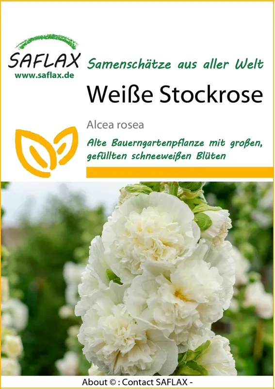 Saflax Witte Stokroos - Fabrieksprijs