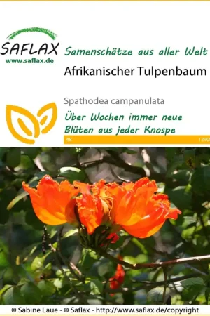 Direct bestellen - Saflax Afrikaanse Tulpenboom