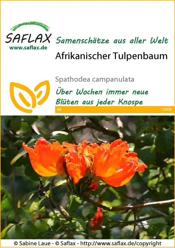 Direct bestellen - Saflax Afrikaanse Tulpenboom